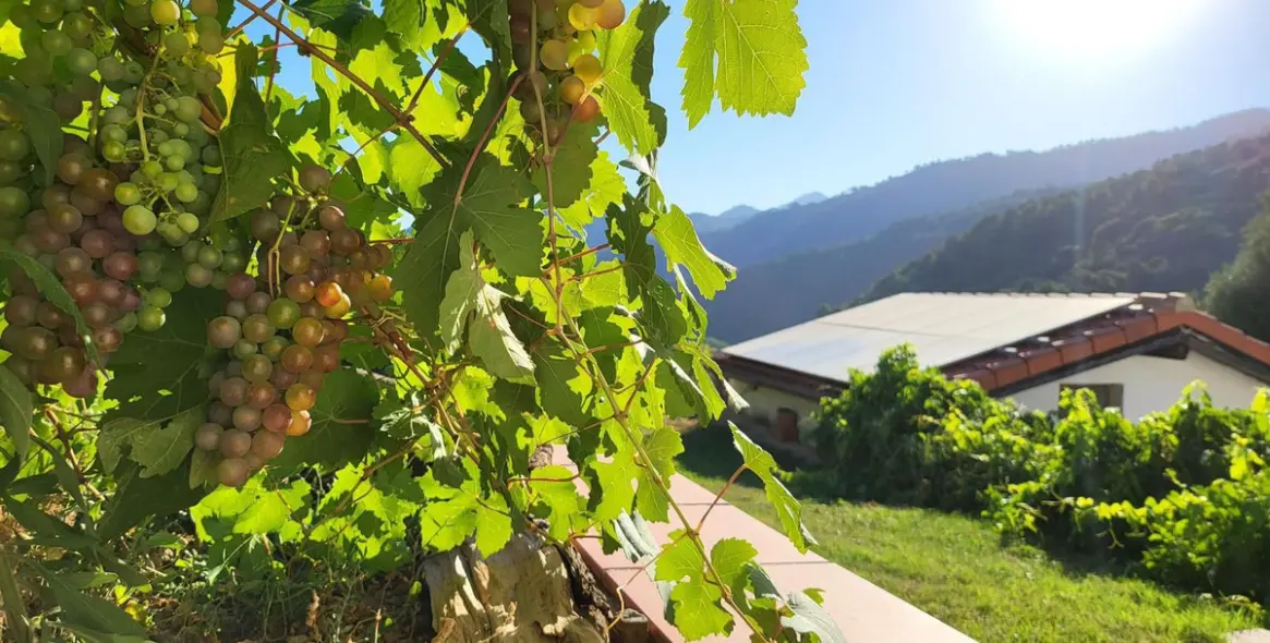 Sale of finca - cortijo in Genalguacil 1