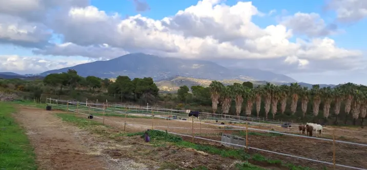 Venta de otros en Campo Mijas 0