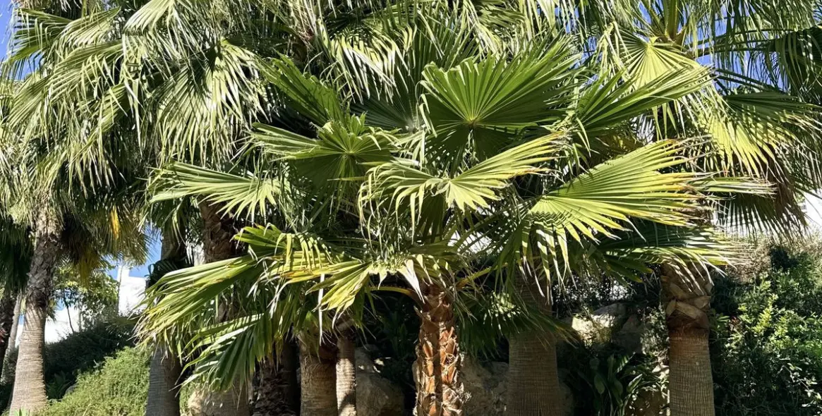 Sale of middle floor apartment in Estepona 35