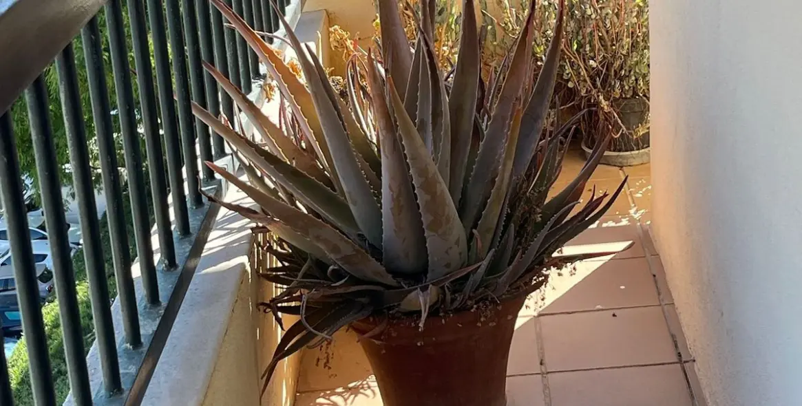 Sale of middle floor apartment in San Pedro de Alcántara 22