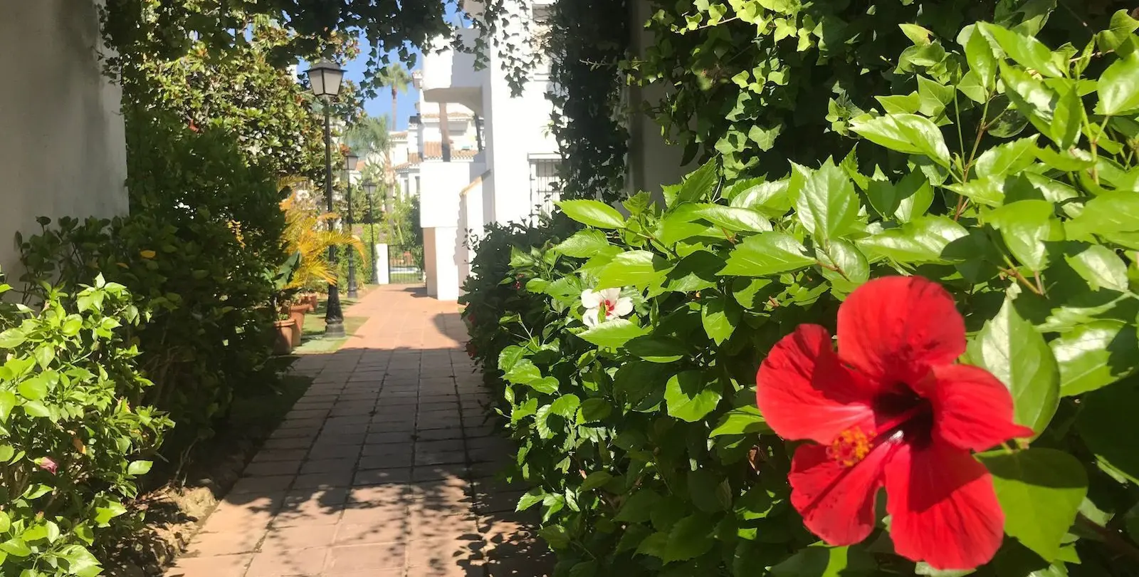 Sale of middle floor apartment in Nueva Andalucía 6