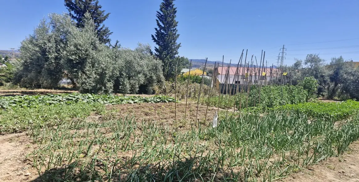 Venta de finca - cortijo en Campanillas 19