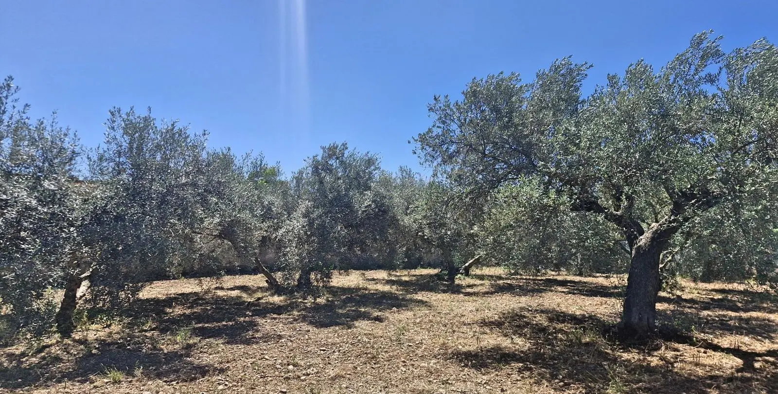 Sale of finca - cortijo in Campanillas 16