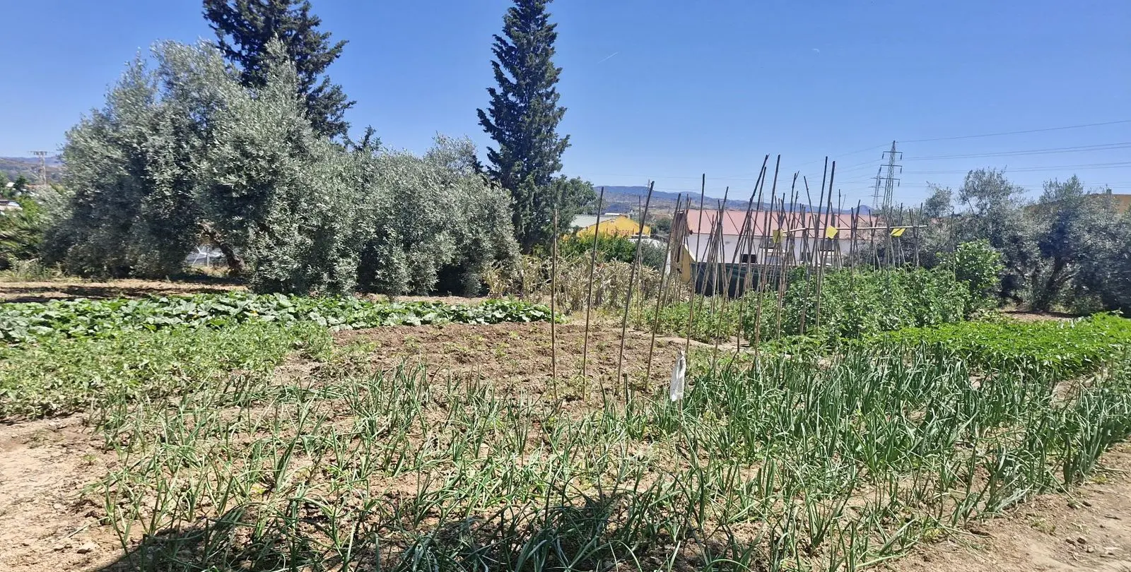 Sale of finca - cortijo in Campanillas 19