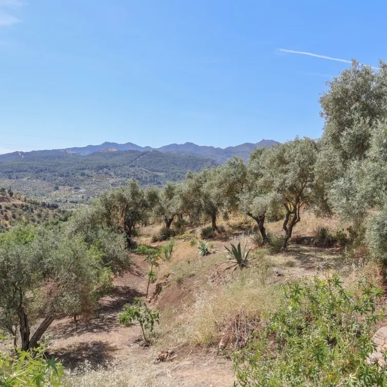 Venta de villa independiente en Monda