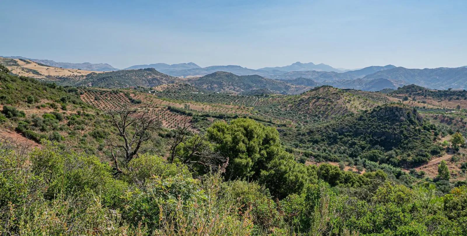 Sale of finca - cortijo in Almogía 36