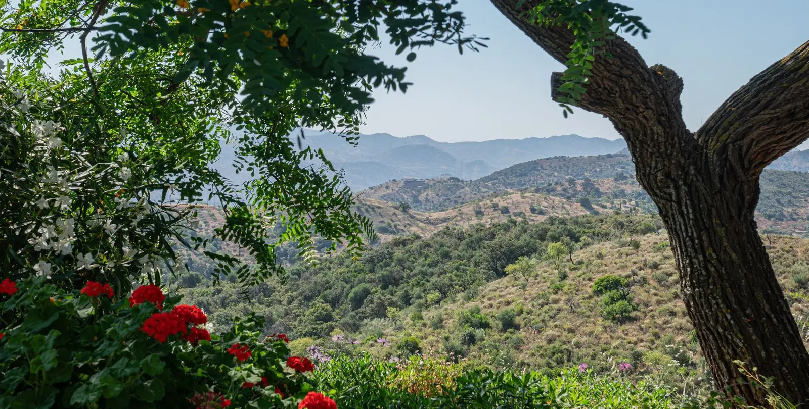 Sale of finca - cortijo in Almogía 39