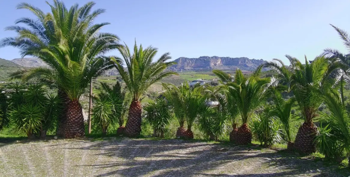 Продажа финки в Villanueva De La Concepcion 53