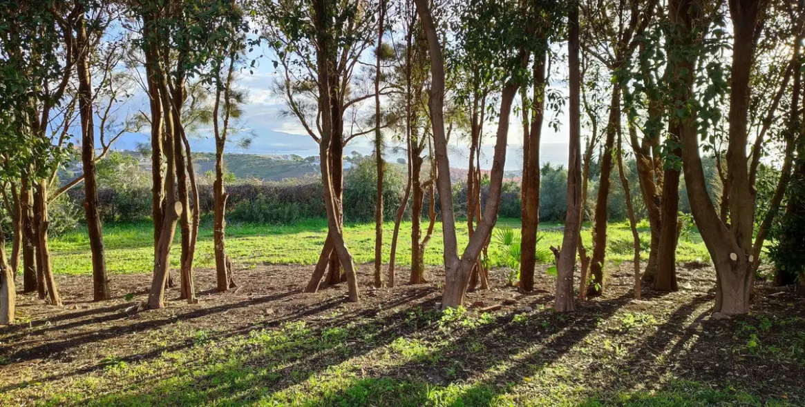 Venta de finca - cortijo en Manilva 25