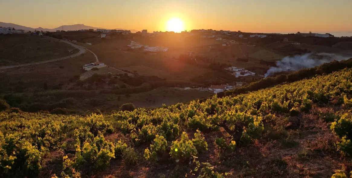 Venta de finca - cortijo en Manilva 26