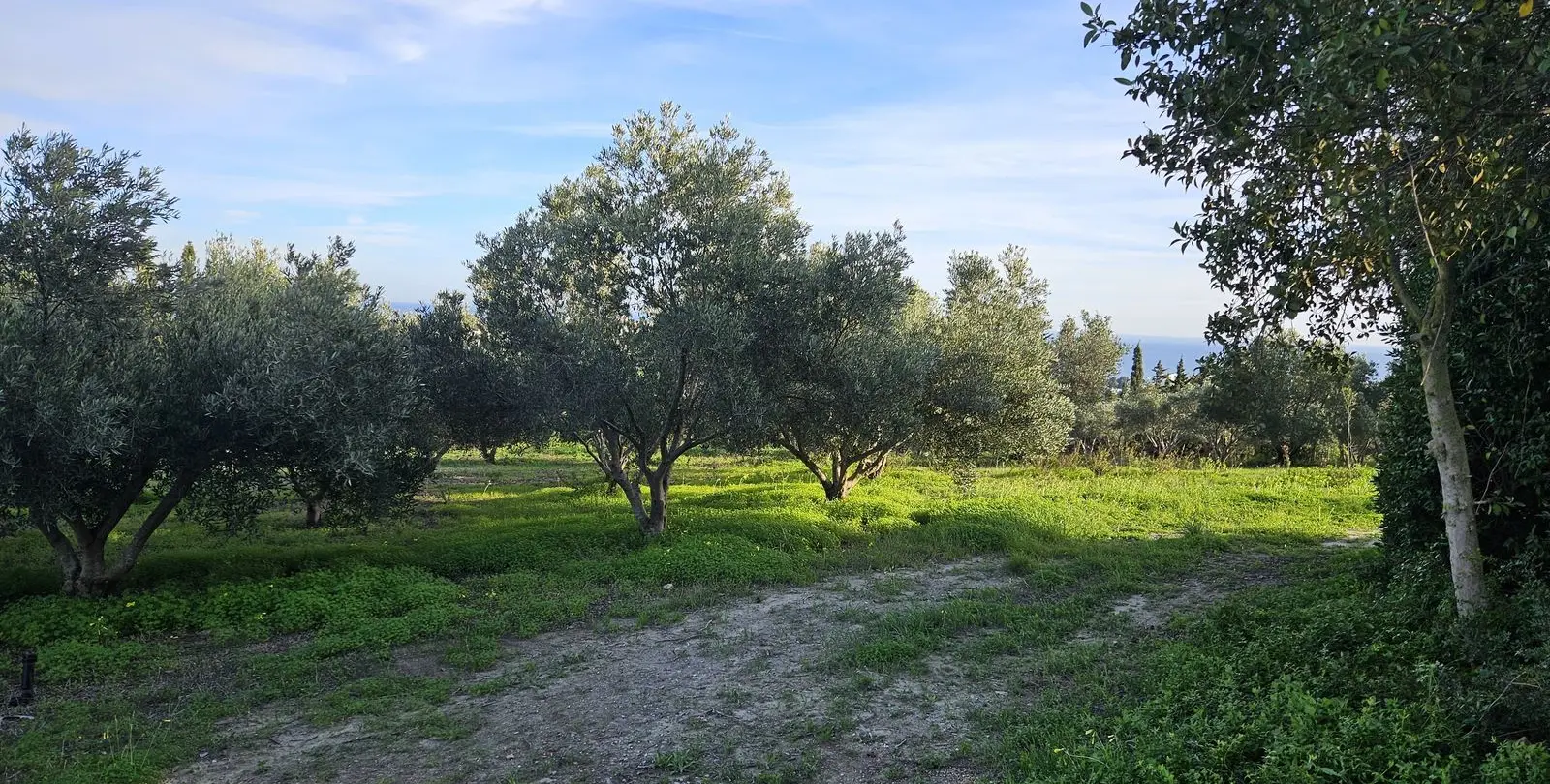 Venta de finca - cortijo en Manilva 19