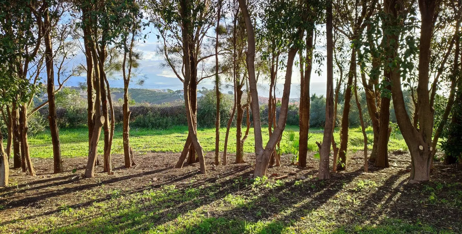 Venta de finca - cortijo en Manilva 25