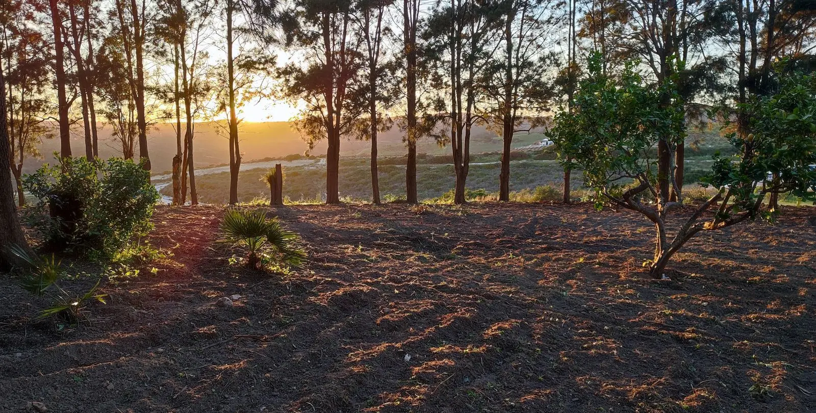 Venta de finca - cortijo en Manilva 29