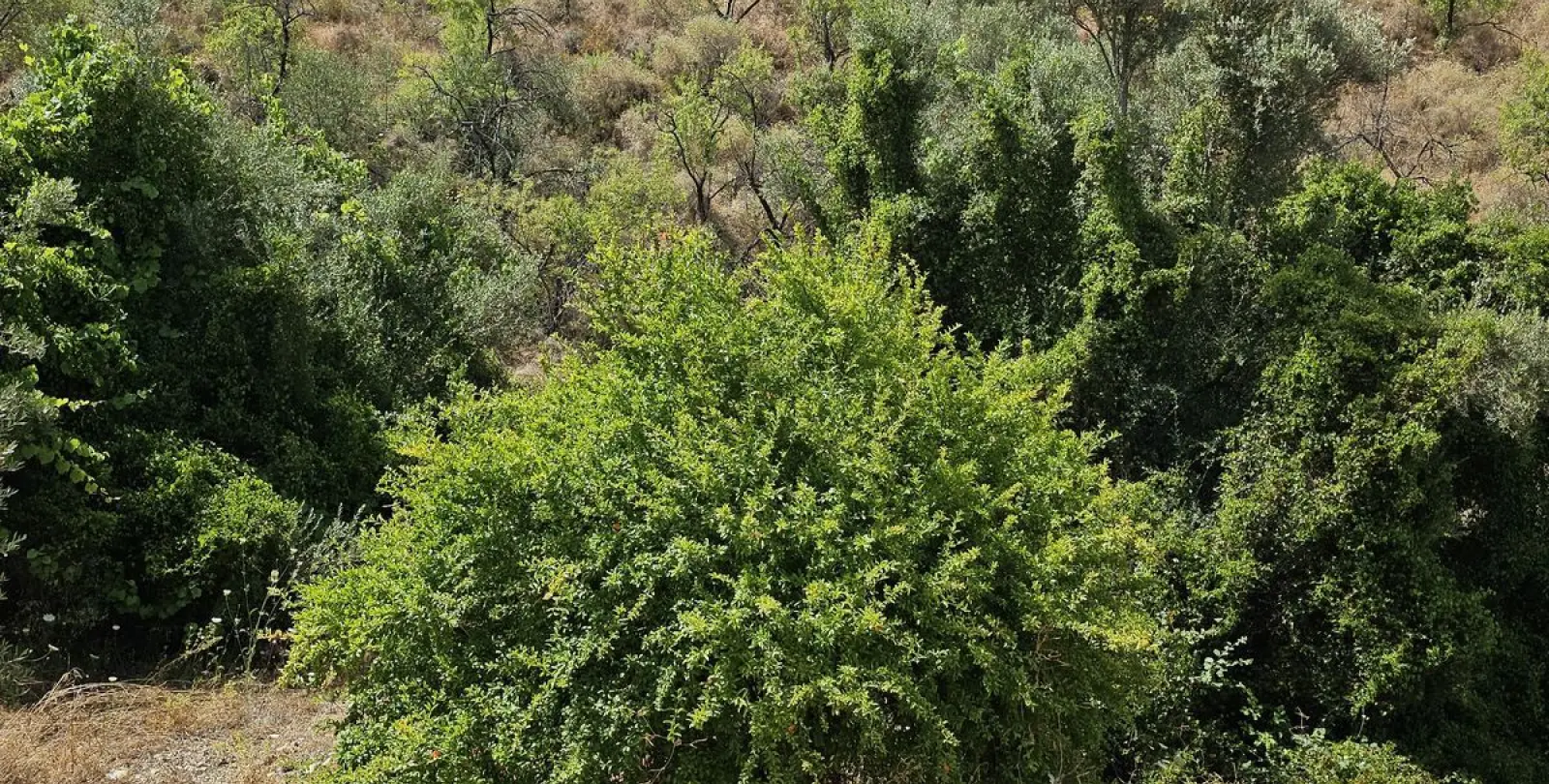 Venta de finca - cortijo en Sedella 12