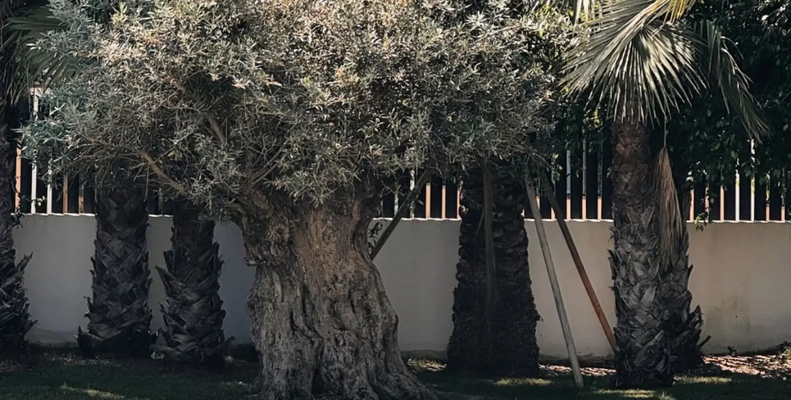 Short-term rent of detached villa in Aloha 19