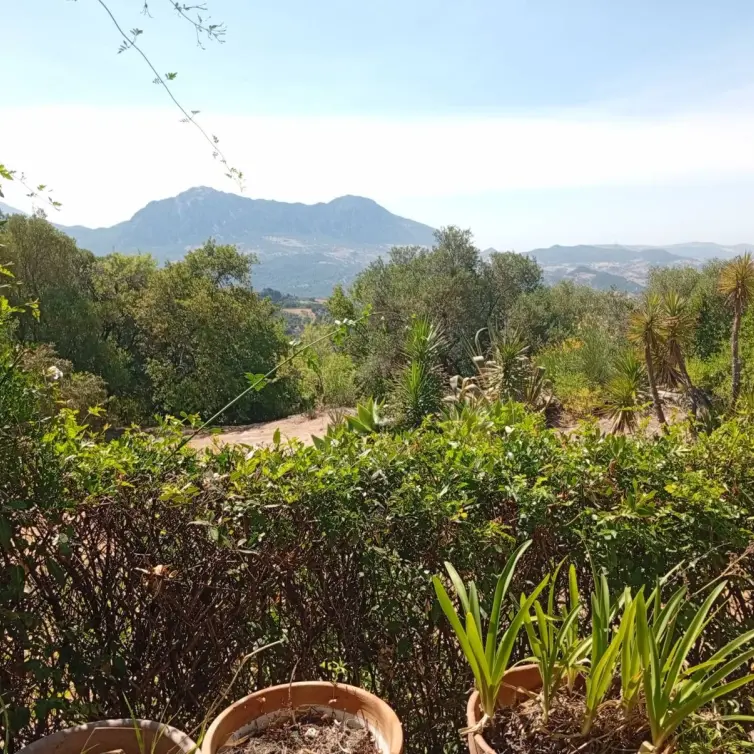 Sale of finca - cortijo in Gaucín