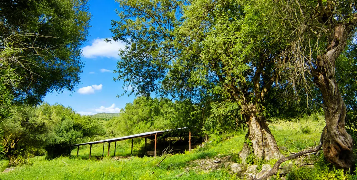 Sale of farm in Gaucín 27