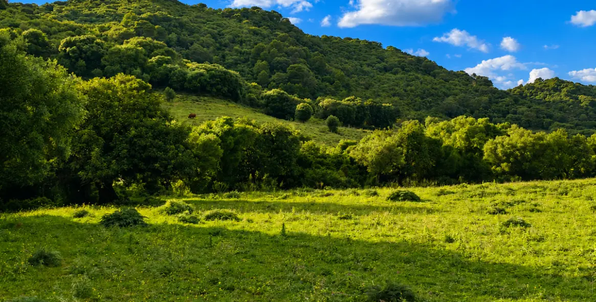 Sale of farm in Gaucín 36