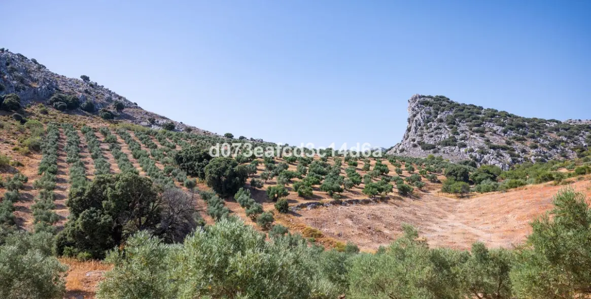 Venta de otros en Montejaque 6