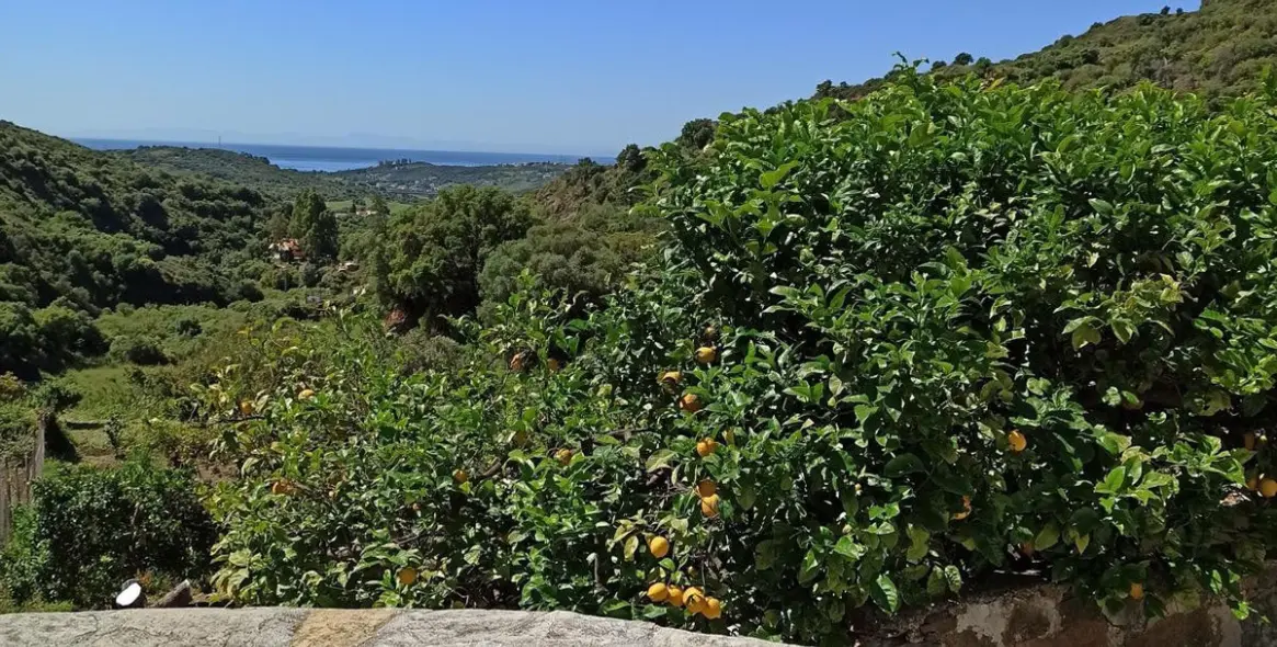 Sale of farm in Estepona 39
