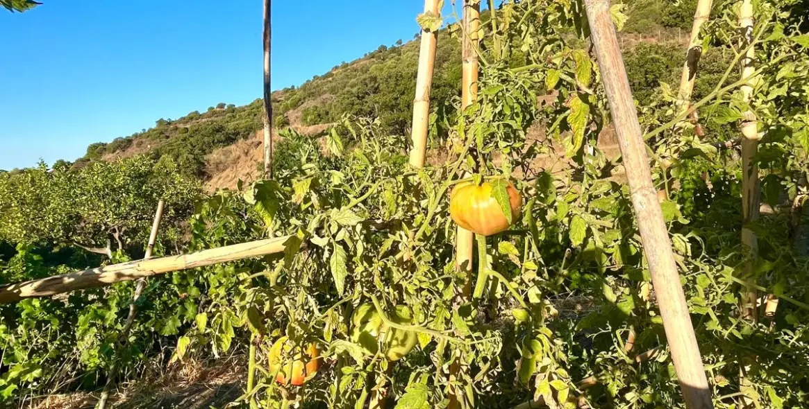 Sale of farm in Estepona 50