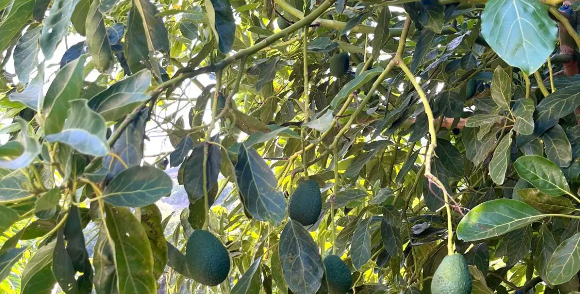 Sale of farm in Estepona 51