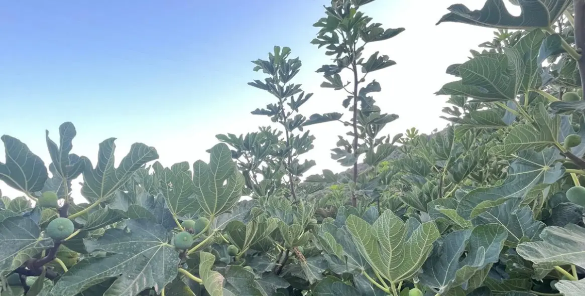 Sale of farm in Estepona 52