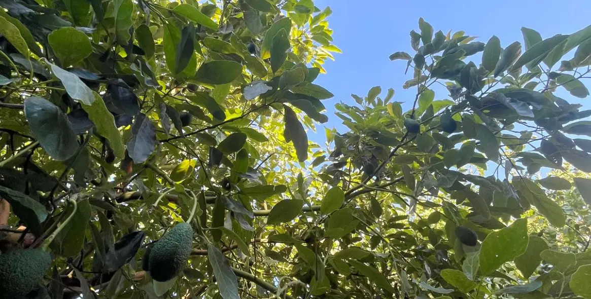 Sale of farm in Estepona 54