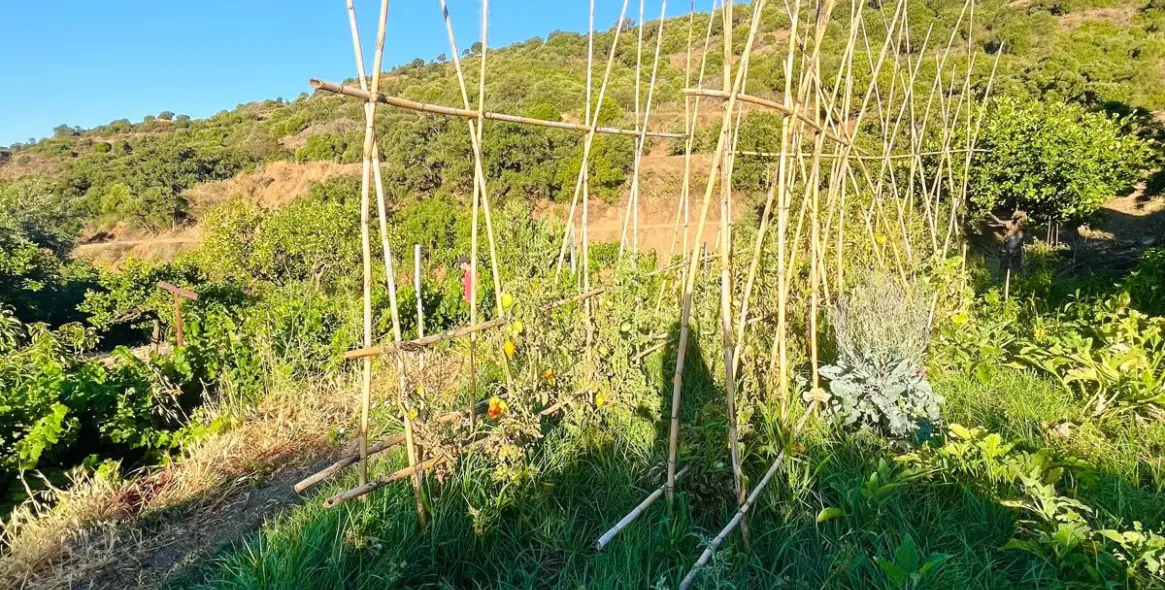 Sale of farm in Estepona 57