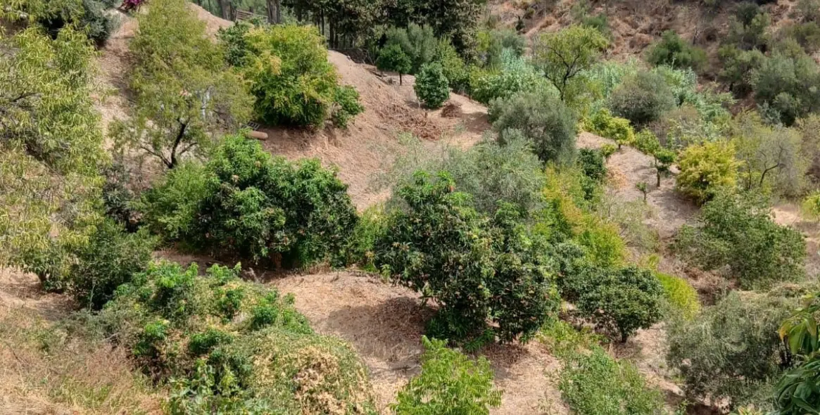Venta de finca - cortijo en Estepona 14