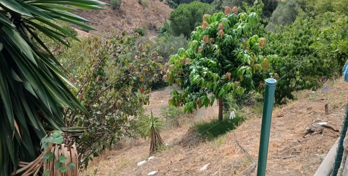 Venta de finca - cortijo en Estepona 15
