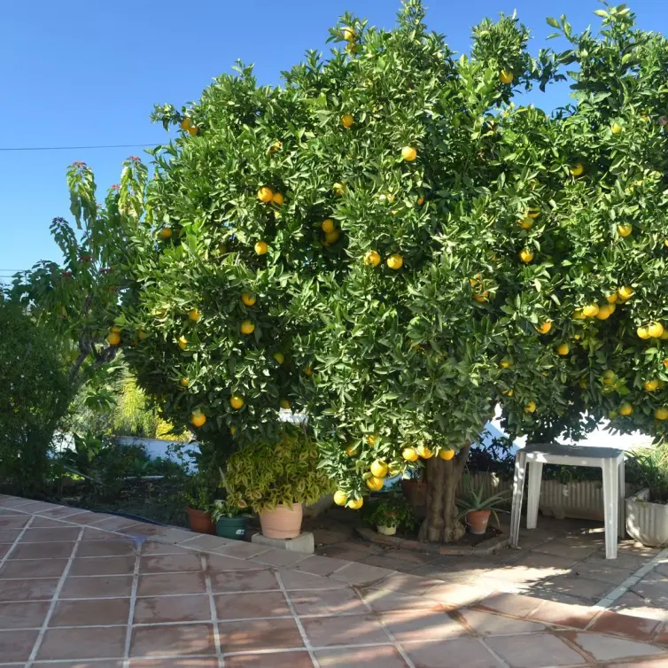 Продажа мини-отелz в Alhaurín de la Torre