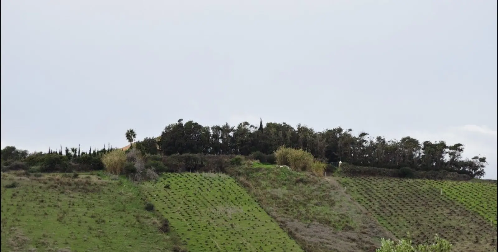Sale of finca - cortijo in Manilva 2