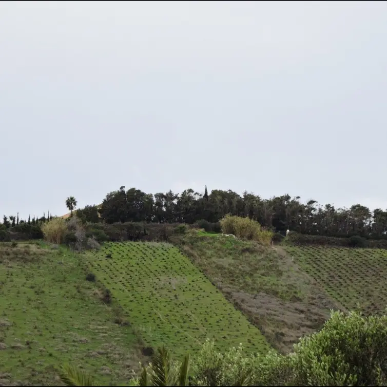 Sale of finca - cortijo in Manilva