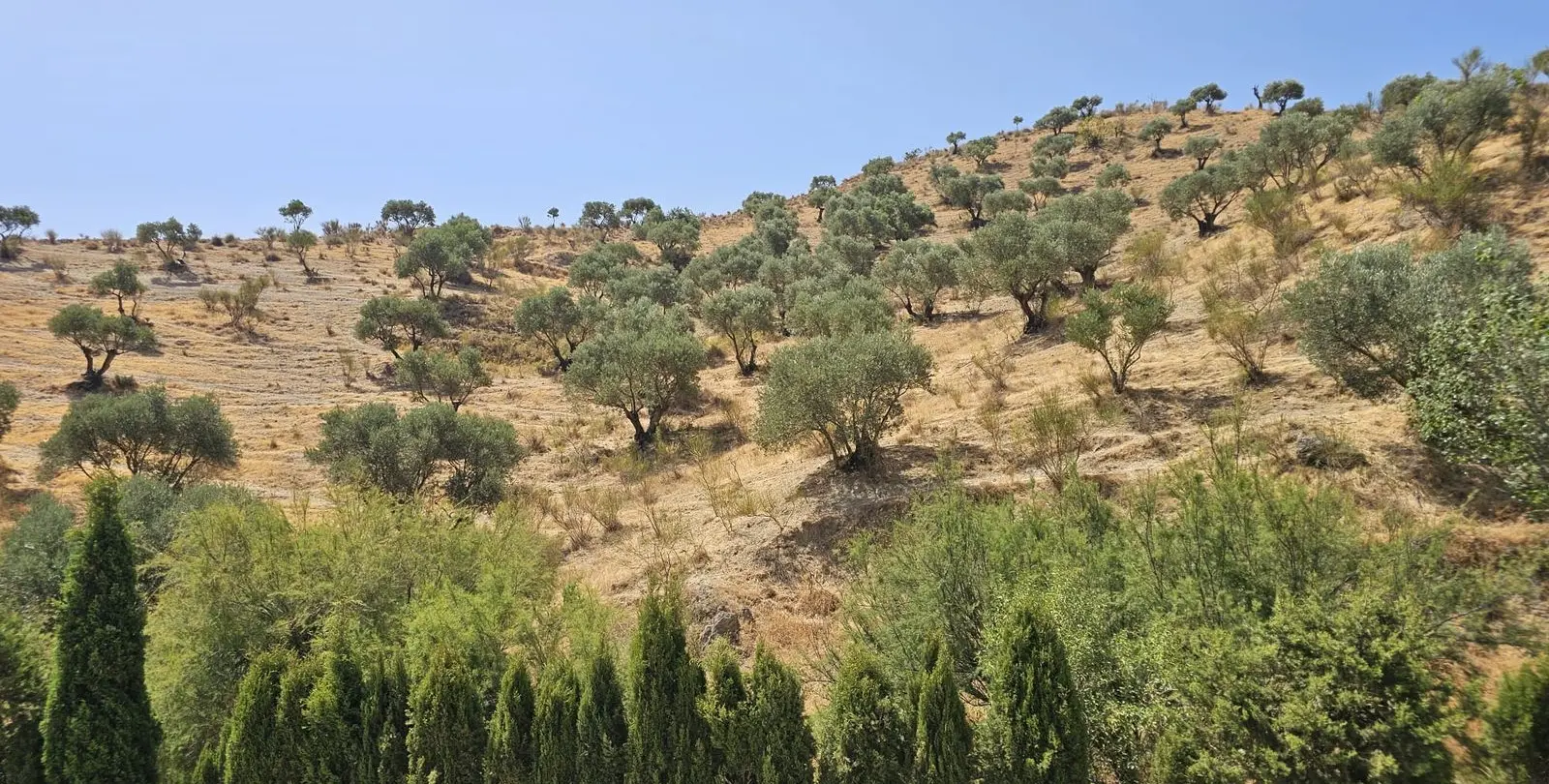 Sale of finca - cortijo in Antequera 38