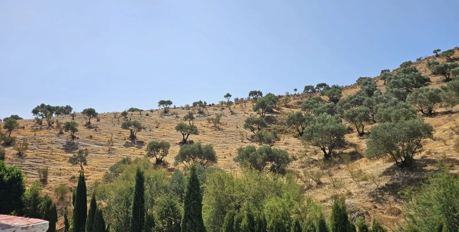Sale of finca - cortijo in Antequera 43