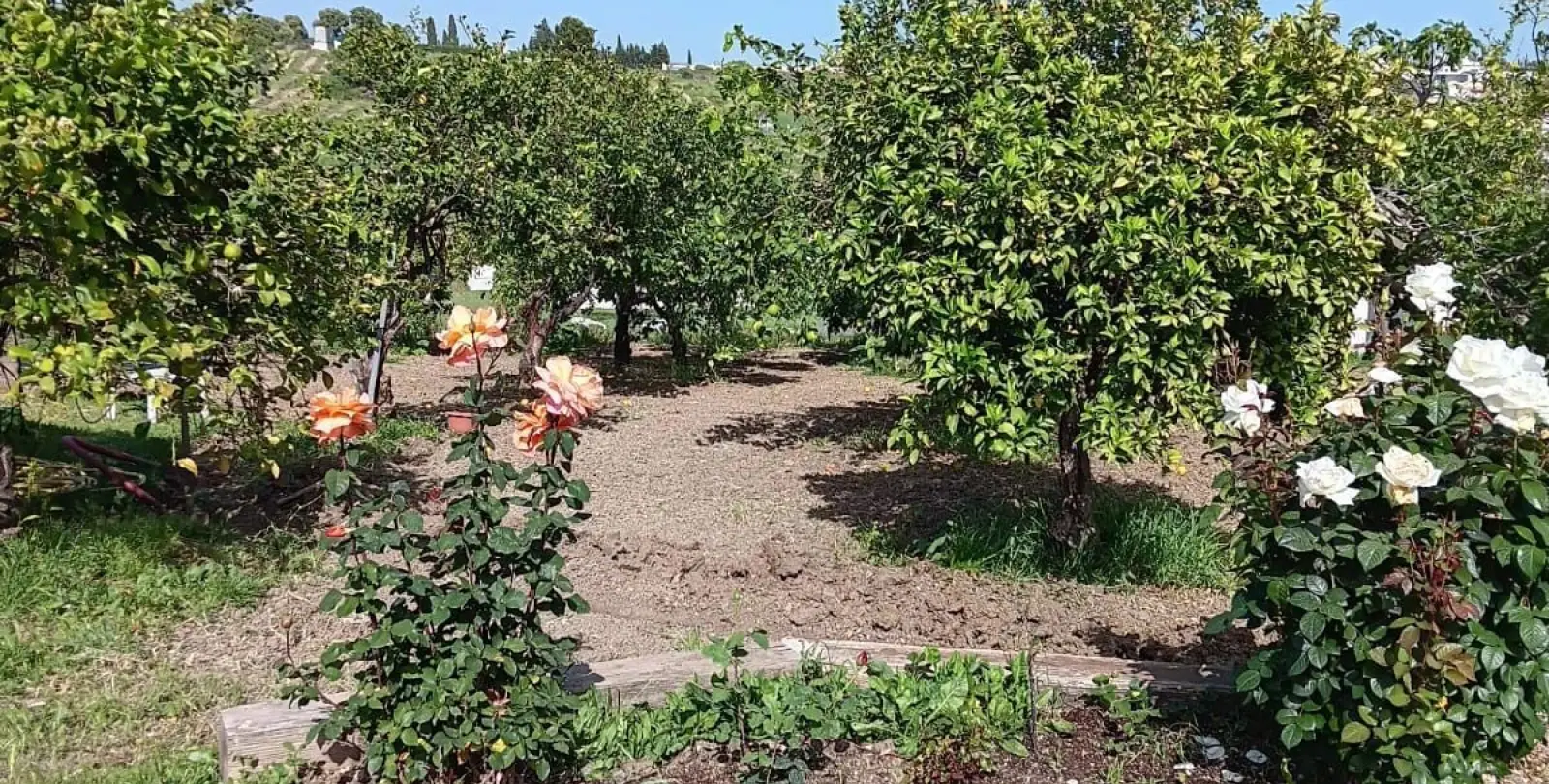 Sale of finca - cortijo in El Padron 1