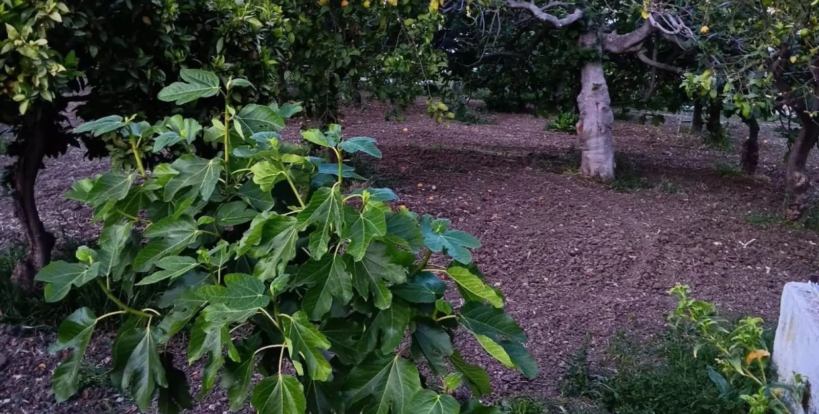 Sale of finca - cortijo in El Padron 2