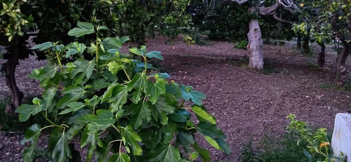 Sale of residential plot in El Padron 1