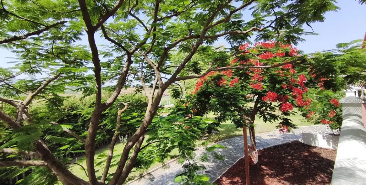 Venta de finca - cortijo en Alhaurín de la Torre 44