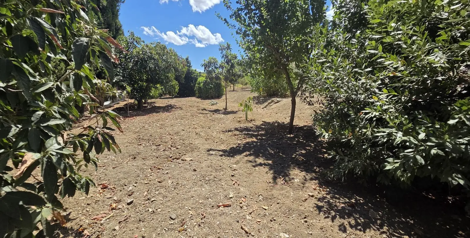Venta de finca - cortijo en Coín 17