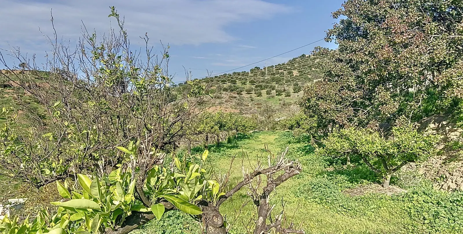 Venta de finca - cortijo en Pizarra 15