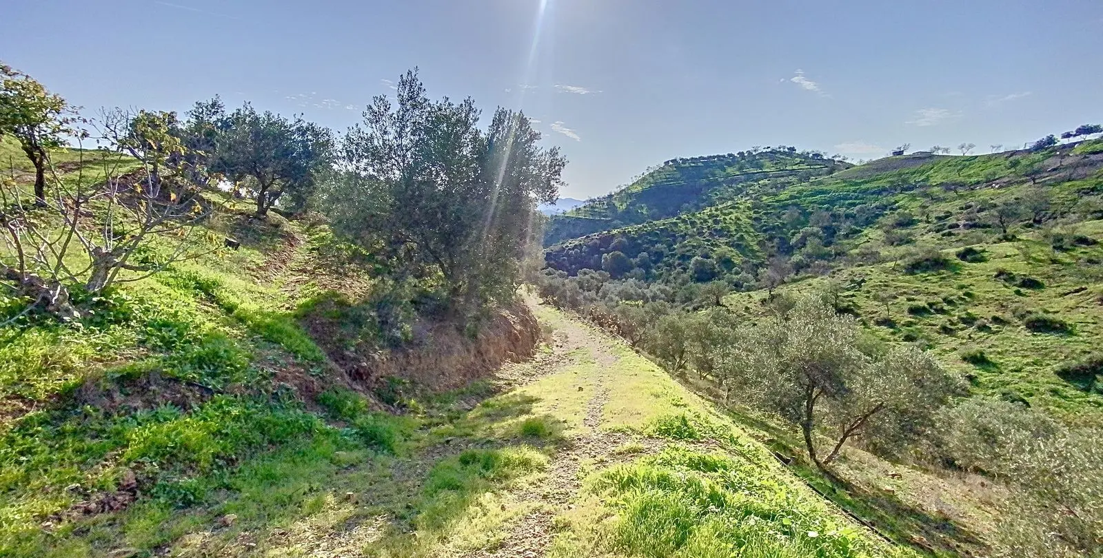 Venta de finca - cortijo en Pizarra 18