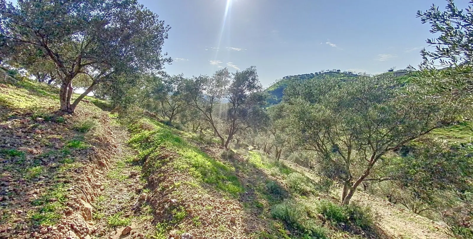 Venta de finca - cortijo en Pizarra 19