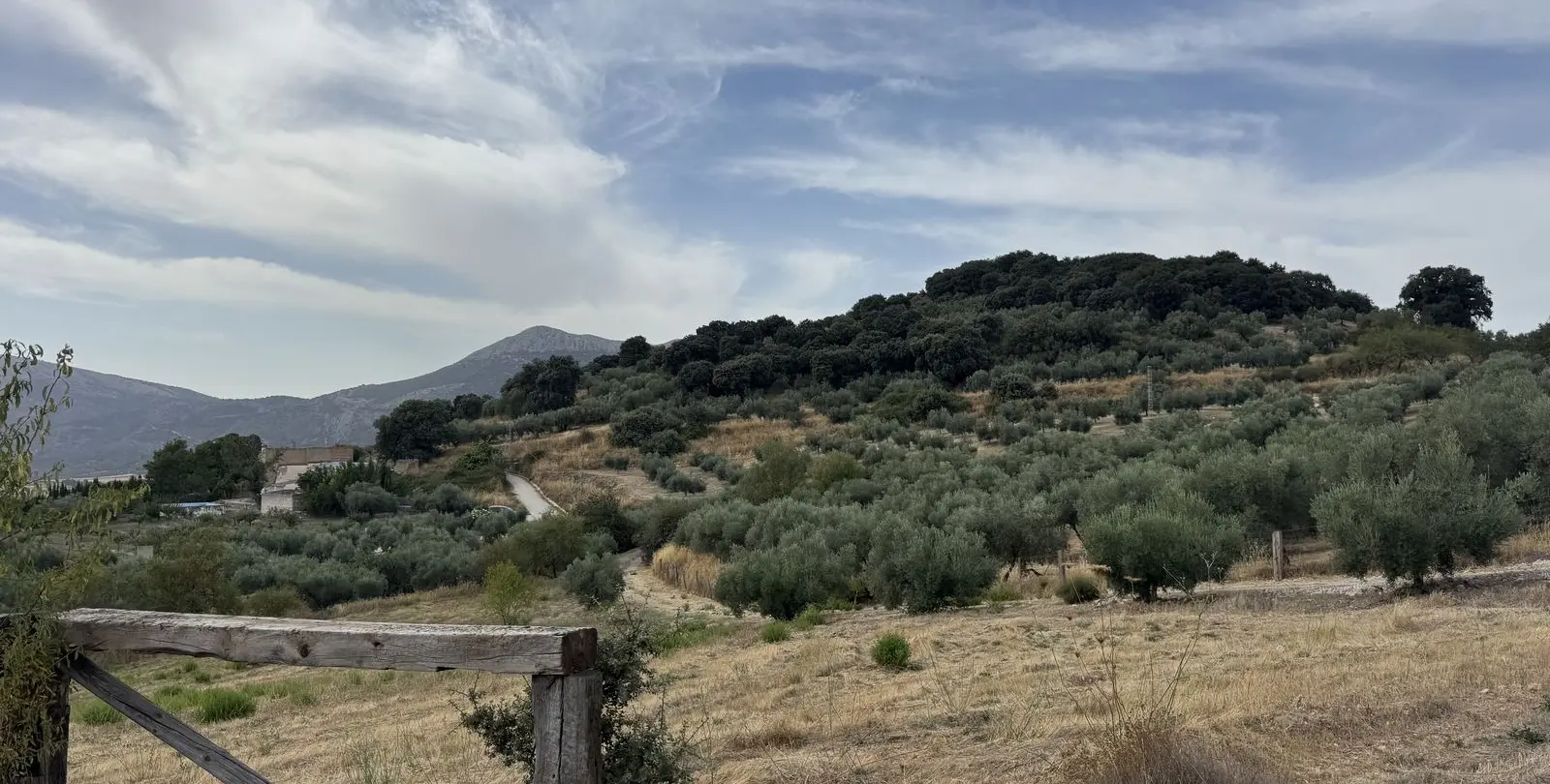 Venta de finca - cortijo en Alfarnate 11