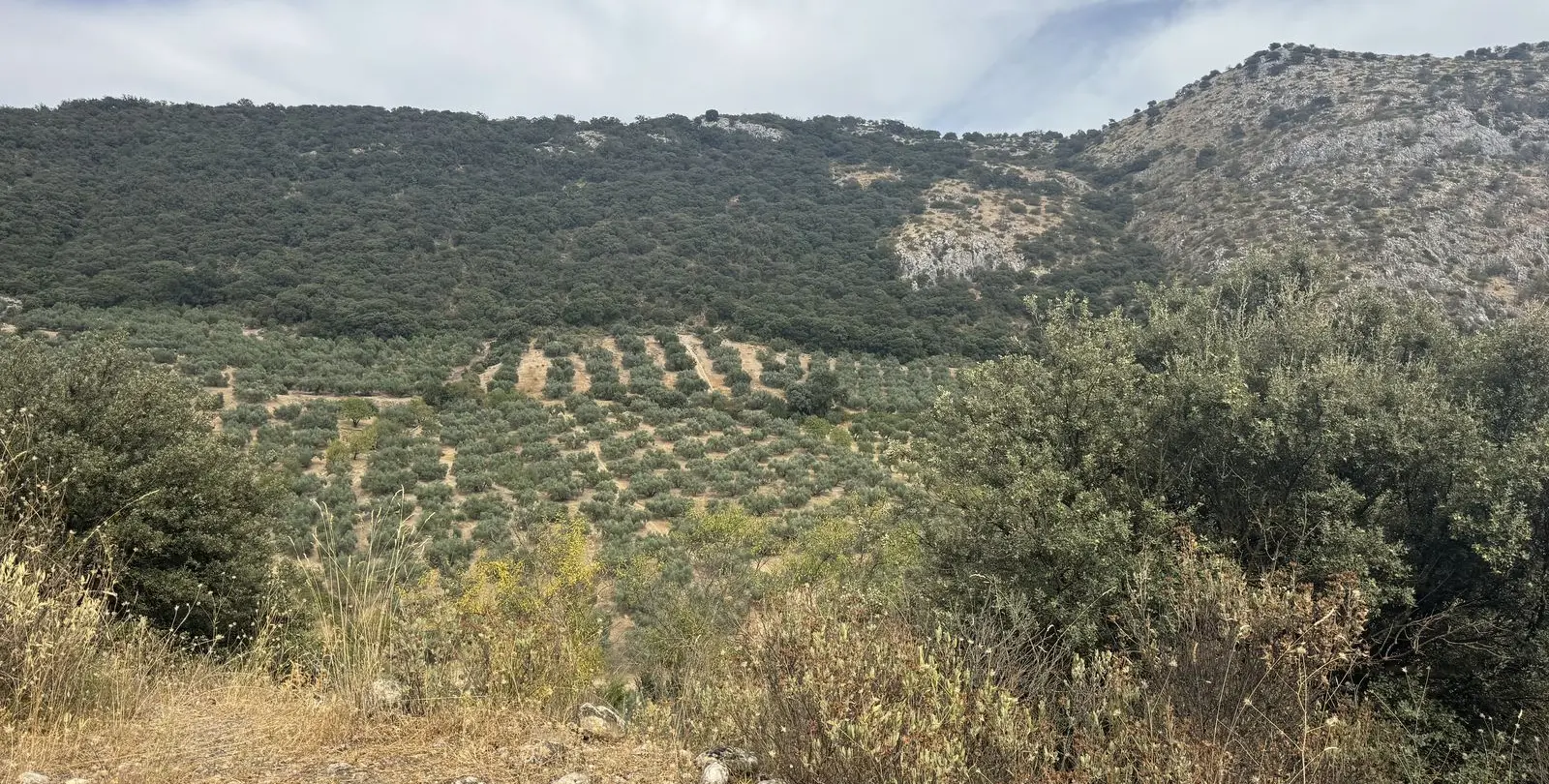 Venta de finca - cortijo en Alfarnate 18