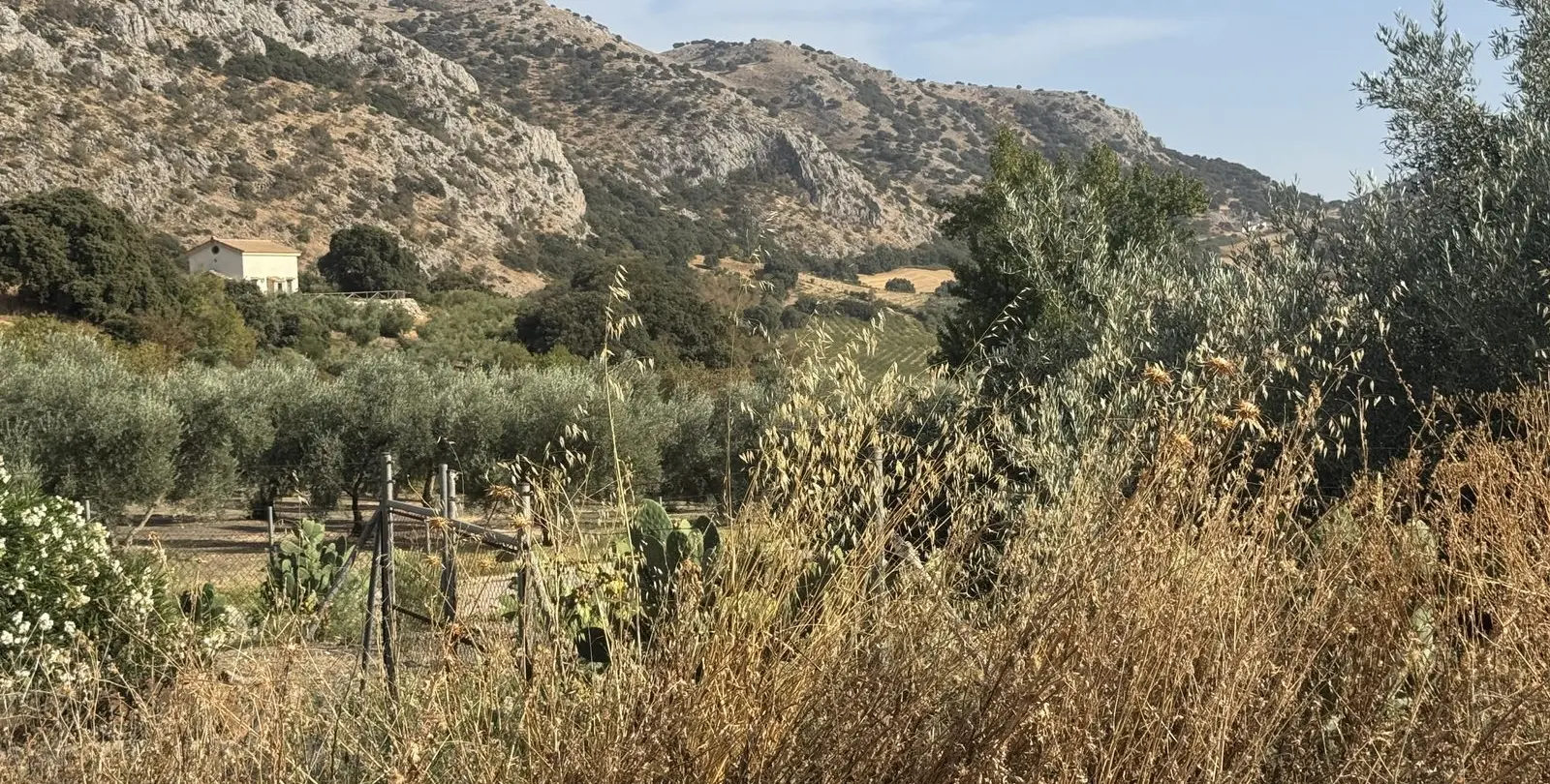Venta de finca - cortijo en Alfarnate 26