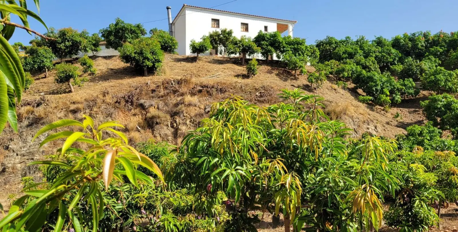 Venta de parcela residencial en Vélez-Málaga 2