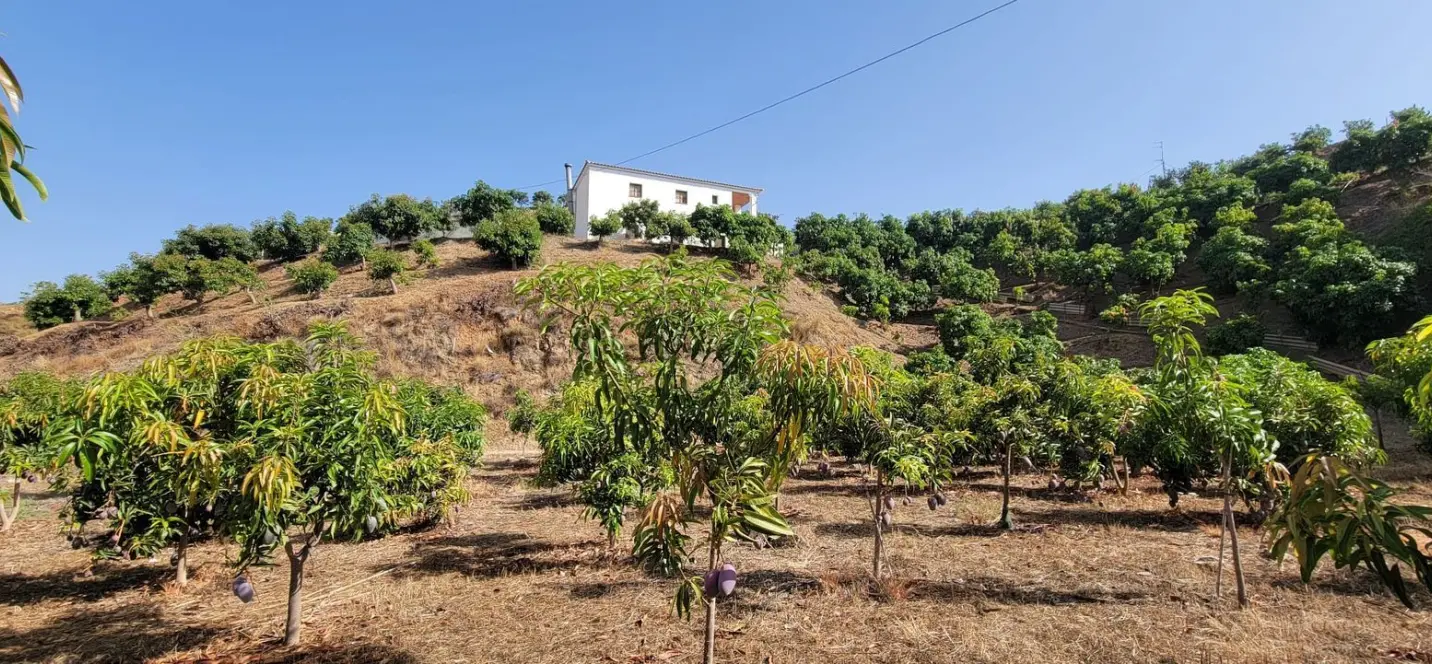 Venta de parcela residencial en Vélez-Málaga 2