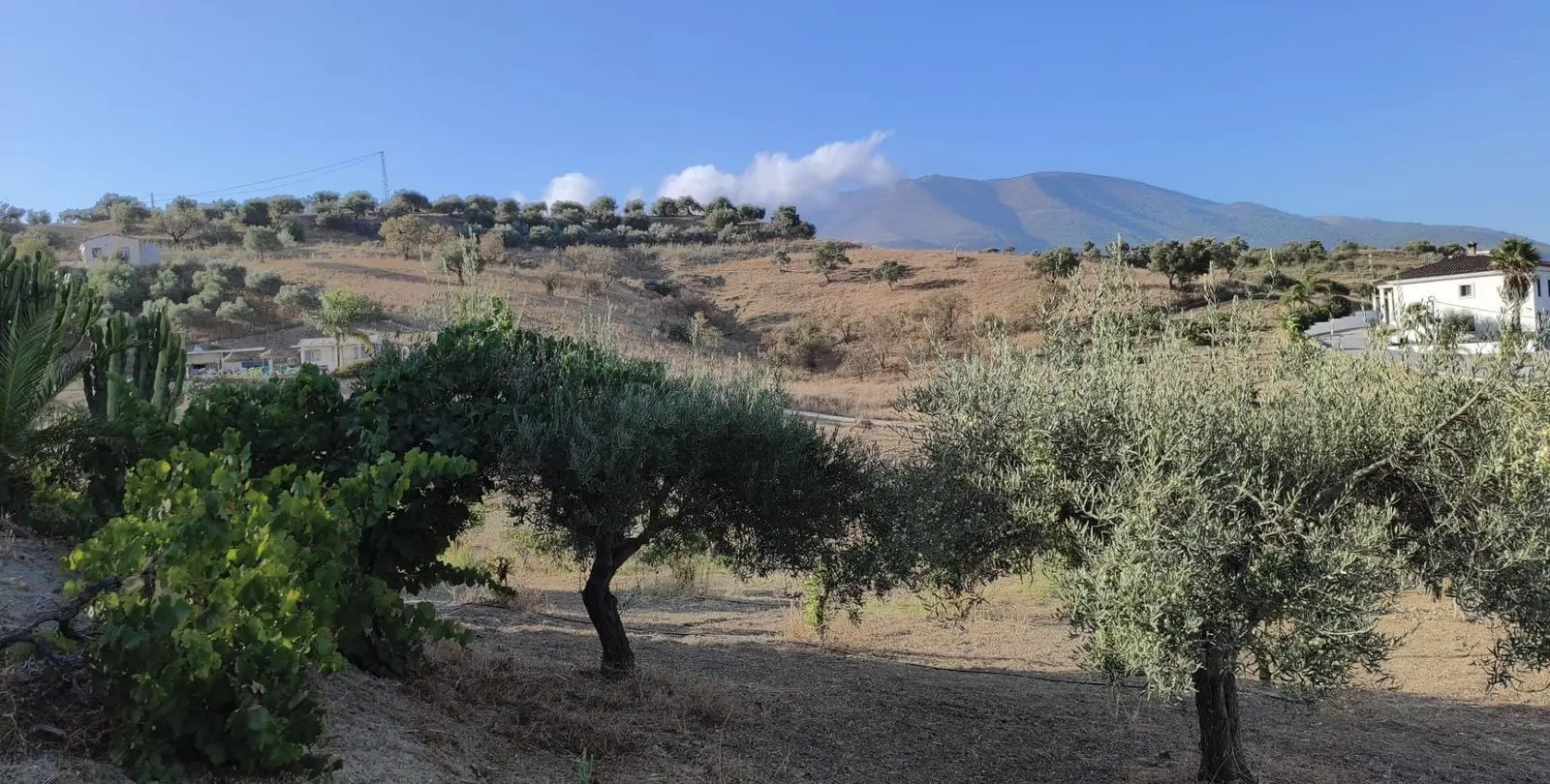 Sale of finca - cortijo in Alhaurín el Grande 7